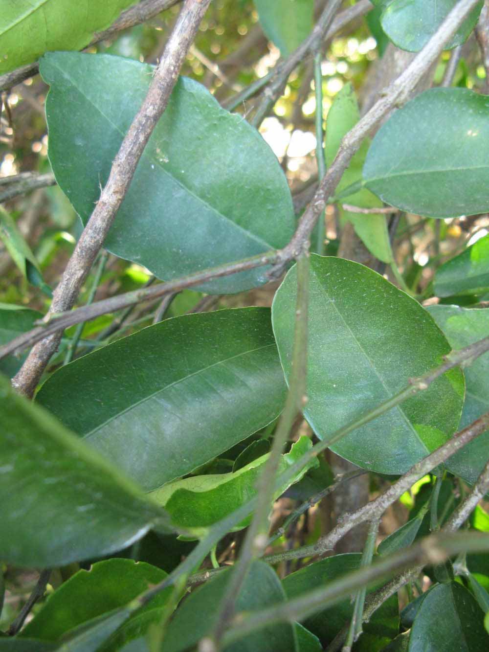              Shade leaves (Winter Haven, FL)       